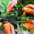 12 Pcs Gardening Silicone Thumb Knife Harvesting Tool, Separator Finger Plant Fruit Picking Knife Garden Tool (L)...