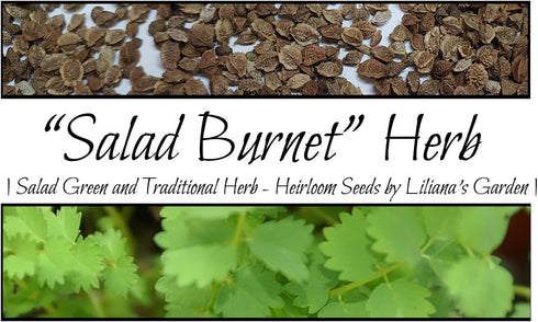 “Salad Burnet” Herb Seeds – Alternative Salad Green and Easy-to-Grow Herb – Harvest in 6 Weeks | Never GMO, Always Heirloom and OP | USA Grown See...