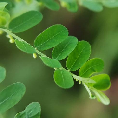 Wild Chanca Piedra Tea 1.5g X 60-Teabags (3.5oz/100g) - Stonebreaker...