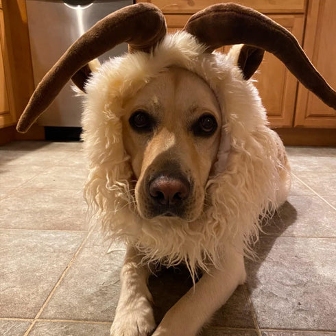 Funny Pet Reindeer Moose Costumes for Dog, Cute Furry Pet Wig for Halloween Christmas, Pet Clothing Accessories (Goat, Size M)...