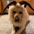 Funny Pet Reindeer Moose Costumes for Dog, Cute Furry Pet Wig for Halloween Christmas, Pet Clothing Accessories (Goat, Size M)...