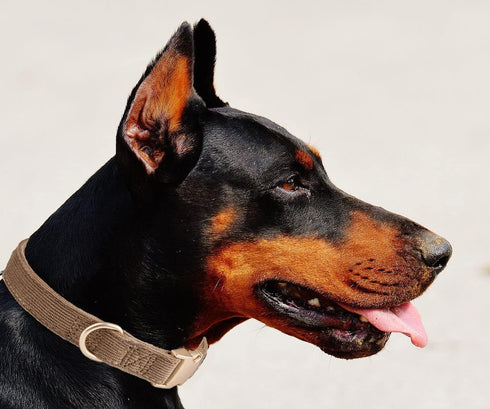 Soft Dog Collar with Metal Buckle Adjustable Durable Comfort Cotton Corduroy Collars for Large Medium Small Dogs Velvet Dog Collars, Coffee...