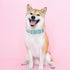 Leather Dog Collar for Small Medium Large Dog Adjustable Waterproof Dog Collars with Alloy Buckle Heavy Duty for Puppy kitten...