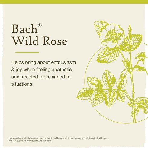 Bach Original Flower Remedies, Wild Rose for Enthusiasm (Non-Alcohol Formula), Natural Homeopathic Flower Essence, Holistic Wellness and Stress Re...