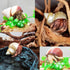 13 Pack Hermit Crab Shells with 2 Pack Food Water Bowl Growth Turbo Seashell Supplies Accessory...