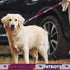 NFL PET Leash New England Patriots Dog Leash, Medium Football Team Leash for Dogs & Cats. A Shiny & Colorful Cat Leash & Dog Leash Licensed by The...