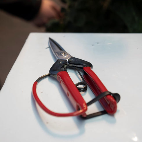 CHIKAMASA professional horticultural pine needles scissors T-710GDX (japan import)...