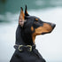 Mile High Life | Genuine Leather Dog Collar | Heavy Duty Canvas Dog Collars with Adjustable Rust-Proof Metal Pin Buckle | Boy Dog Collars for Larg...