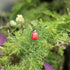 20-Piece Set: Seven-Spot Ladybug Décor - Wooden Handcrafted Simulation Beetle Garden with Realistic Ladybug Insect Miniature Sample Model - Yard, ...