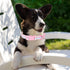 Polyester Dog Collar for Small Medium Large Dogs, Soft Basic Dog Collars Fancy Adjustable Dog Collars with Quick Release Safety Buckle...
