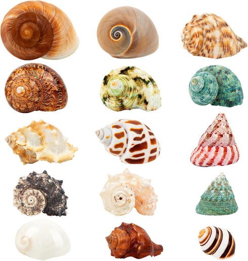 15PCS Hermit Crab Shells | Natural Sea Conch Size 1.6"-3.2" | Growth Turbo for Small to Medium and Large Crabs, Saltwater Hermit Crab Supplies and...