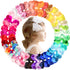 CÉLLOT 40 Pieces 4.5 Inch Hair Bows for Girls Clips Grosgrain Ribbon Boutique Hair Bow Alligator Clips For Girls Teens Toddlers Kids...