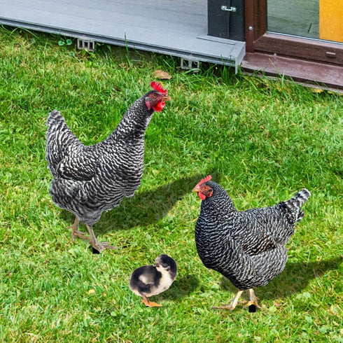 SaiDian 1Set Acrylic Chicken Statues Realistic Chicken Family Animal Garden Statues for Yard Art Lawn Rustic Garden Outdoor Décor...