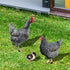 SaiDian 1Set Acrylic Chicken Statues Realistic Chicken Family Animal Garden Statues for Yard Art Lawn Rustic Garden Outdoor Décor...