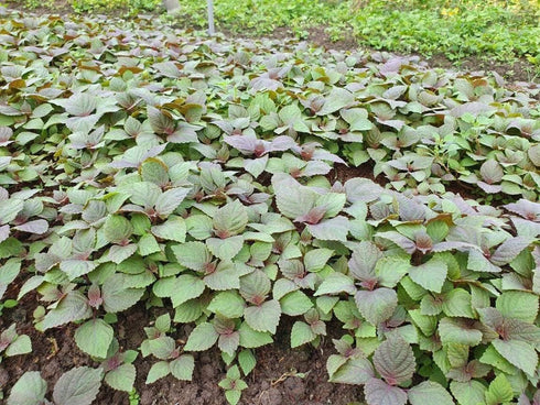 2000 Vietnamese Perilla Seeds - La Tia to - AKA. Shiso Seeds, Perilla Frutescens, Beefsteak Plant, Asian Mint Thai Basil Seeds, Asian Herb, Microg...