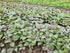 2000 Vietnamese Perilla Seeds - La Tia to - AKA. Shiso Seeds, Perilla Frutescens, Beefsteak Plant, Asian Mint Thai Basil Seeds, Asian Herb, Microg...
