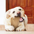 Powerbone Oven Mitt 7" Chew Toys for Dogs...