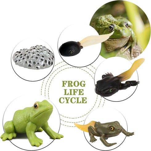 Mbrain5pcs Frog Growth Cycle with Flash Cards,Life Cycle Learning & Education Toys,Montessori Toys,Gift for Girl & Boy for 3 4 5 6 7 Year Old (Fro...