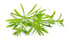 Cleaver herb - Galium aparine Dried Leaf C/S from 100% Nature (4 oz)...