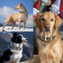 Leather Dog Collar Heavy Duty Hardware Dog Collars Full Grain Ultra Soft and Comfort Genuine Cowhide Metal Buckle Thick Belt Collar for Small Medi...
