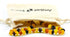 RAW Baltic Amber Necklace and Amber Bracelet - Natural Amber from Baltic Region, Genuine Amber (13in. and 5.5in.)...