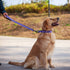 Hyhug Pets 24 Inches Short Leash (2021 and Sturdy Jacquard Weave Nylon Lead for Giant Large Medium Dogs Walking, Jogging,Camping and Training. (24...