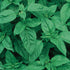 Burpee 60215A Organic Sweet Basil Seeds...