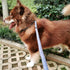 Slip Lead Dog Leash, No Pull Dog Leash Slip Lead, Anti-Choke Soft Braided Rope Leash for Large Medium Dogs Transitional Training and Walking (Blac...