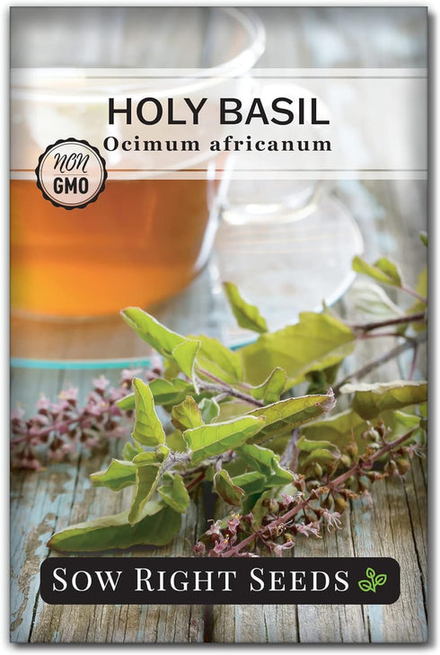 Sow Right Seeds - Holy Basil Tulsi Seed for Planting - Culinary Herb to Plant in Your Garden - Indoors or Outdoors - Ayurvedic Medicine and Tea - ...