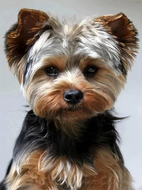 5D DIY Diamond Painting Kits Yorkshire Terrier Diamond Embroidery Cross Stitch Round Mosaic Art Decor 30x40 cm...