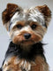 5D DIY Diamond Painting Kits Yorkshire Terrier Diamond Embroidery Cross Stitch Round Mosaic Art Decor 30x40 cm...