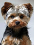 5D DIY Diamond Painting Kits Yorkshire Terrier Diamond Embroidery Cross Stitch Round Mosaic Art Decor 30x40 cm...