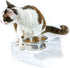 Tilted Raised Elevated Food and Water Bowls Stand for Cat or Small Dogs - Puppy's Clear Acrylic Stainless Steel Dishes Holder for Boy or Girl Pet,...