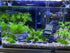 AQUA KT Aquarium Landscape Foreground Grass Seaweed Green Plants for Marine Freshwater Fish Tank Decoration, Pack of 10...