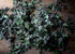 Health Embassy Motherwort Herb | Leonurus Cardiaca L | Herbal Tea (100g)...