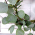 idyllic Eucalyptus Leaves Wreath Metal Polyester Green Wreath 14 Inches for The Front Door Décor, 1 Pack...