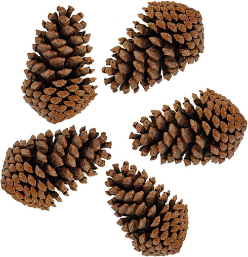 DKKRRNT PineCones Tall Bulk Package All Natural,Real Preserved Pine Cones Big Pinecones and Perfect Natural Pine Cones for Christmas Hanging Ornam...
