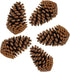 DKKRRNT PineCones Tall Bulk Package All Natural,Real Preserved Pine Cones Big Pinecones and Perfect Natural Pine Cones for Christmas Hanging Ornam...