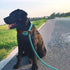 BTINESFUL 7FT Slip Lead Dog Leash, Strong Nylon Rope Leash, 1/4 & 1/2 inch Diam Dog Training Lead for Small Medium Large Dogs (1/2" * 7 FT, Green ...