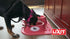 Lixit Ergonomic Bowls for Dogs with Long Ears (Grey, Small)...