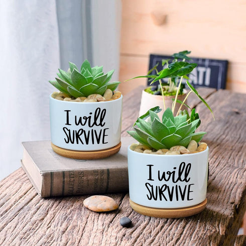 I Will Survive - Funny White Ceramic Engraved Mini Succulent Cactus Planter Pot, 1 Pack 3.5 inch Succulent Indoor Flower Plant Pots with Bamboo Tr...