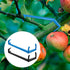 30Pcs Tree Spreaders Plastic Bonsai Branch Trunk Spreaders Modelling Tool Fruit Tree Branch Limb Spreader for Most Fruit Trees (Blue and Black)...