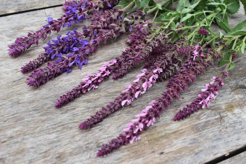 Seeds Sage (Salvia Officinalis) Non GMO Heirloom...