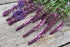 Seeds Sage (Salvia Officinalis) Non GMO Heirloom...