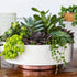 The HC Companies 6 Inch Round Capri Succulent Pot - Decorative Indoor Plastic Planter with Drainage, Vanilla Bisque...