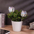 NiHome Hand-Blown Glass Plant Self Watering Globes 2-Pack - Durable, Unique Igloo-Inspired Design for Home and Garden - 9oz Capacity, Easy Refill ...