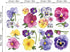 Pansy Flowers Wall Stickers DIY Floral Wall Decals Art Decor for Kids Girls Bedrooms Living Room...