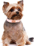 Cotton Dog Collar for Small Dogs Adjustable Cute Boy Girl Dog Collars with Metal Buckle Baby Pink Daisy Dogs Collar S...