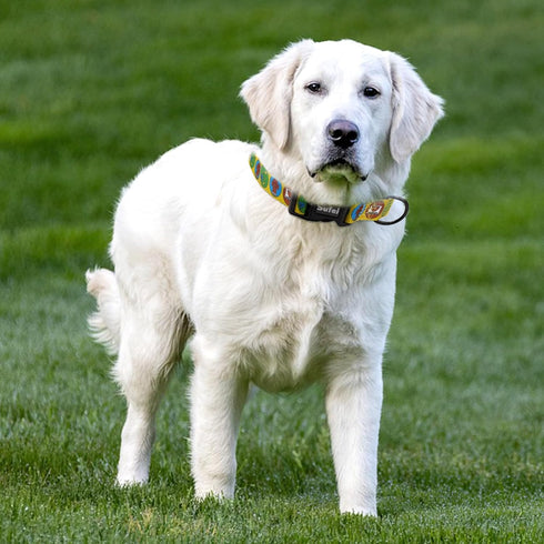 SUFEI Nylon Dog Collar - Adjustable Classic Pet Collars with Quick-Release Buckle and D-Ring, Multicolor Cute Patterns Soft Dog Collar for Small M...