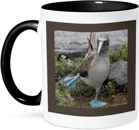 3dRose (mug_86141_4) Ecuador Galapagos Islands Blue-footed Booby - SA07 CMI0902 - Cindy Miller Hopkins - Two Tone Black Mug, 11oz...